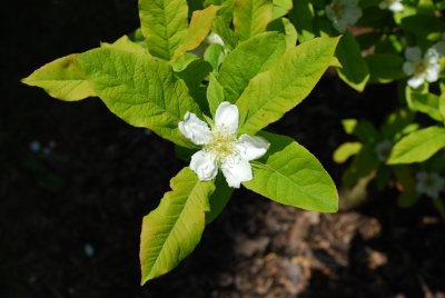 Mespilus germanica - mišpule obecná - květ